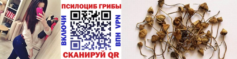 купить наркотики цена  Чита  Галлюциногенные грибы Psilocybine cubensis 